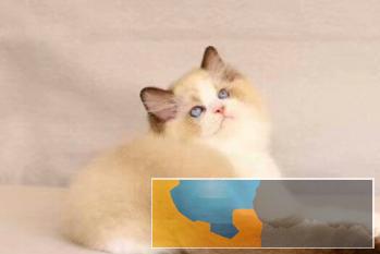 双色布偶猫出售，价格美丽，包纯种健康