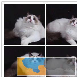 CFA星级猫舍专业繁殖布偶猫海双蓝双双血带证