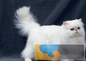 贵族气质高颜值波斯猫品质 包纯种健康