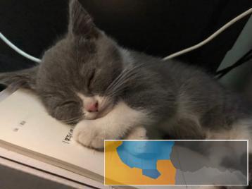英短母猫出售个人