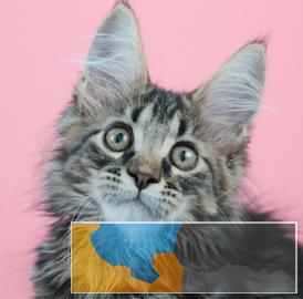 俄罗斯进口纯种高颜值长毛缅因猫纯种健康签协议