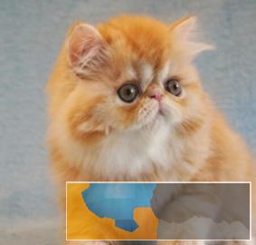 贵族气质高颜值波斯猫品质 包纯种健康