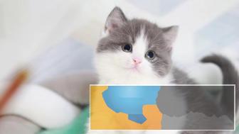 网红同款短毛猫英短美短纯白都有多只可选