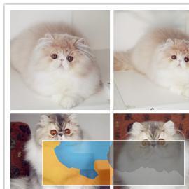 超萌波斯猫颜色多只多选