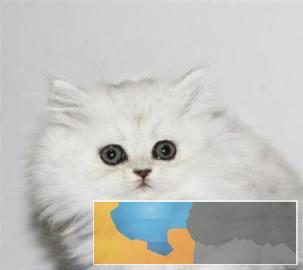 本地多只呆萌温顺猫咪出售价格实惠金吉拉猫带回家