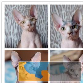 高品质无毛猫找家长健康漂亮无病癣