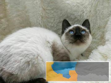 有暹罗猫出售放心省心疫苗齐全活