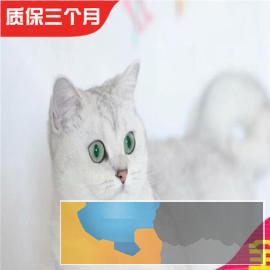 疫苗齐全虎斑短毛猫纯种花色整齐匀称血统纯