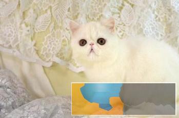 加菲猫活体宠物猫眼鼻一线贼溜溜的可爱性格超软