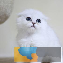 金吉拉猫毛量大甜美可爱嗲里嗲气会撒娇会卖萌