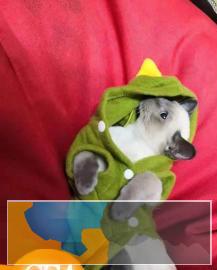 CFA，ICE双协会注册认证，专业繁育纯血暹罗猫