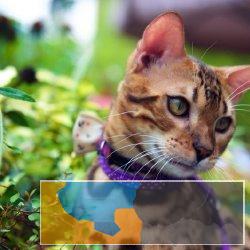 本地出售孟加拉豹猫只繁殖纯种健康猫咪