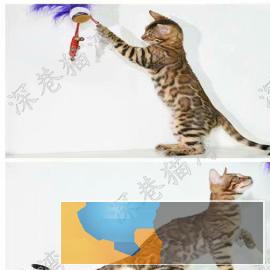 猫舍繁殖各种高品质猫咪包纯种健康