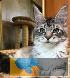 正规猫舍繁殖出售纯种健康缅因猫无病无癣