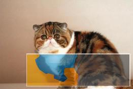 猫苑加菲猫出售包子脸水滴眼加菲价格上门挑选