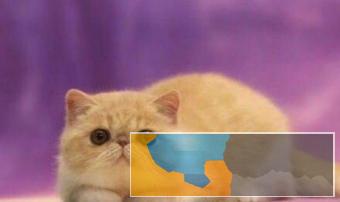 纯种长毛波斯幼猫宝宝多只出售多窝可选公母都有