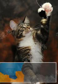 俄罗斯进口纯种长毛缅因猫包健康包纯种可签协议