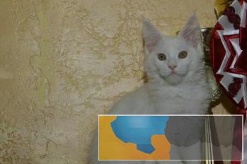 纯种长毛猫缅因猫健康纯种可签协议普古