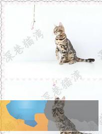 猫舍繁殖各种高品质猫咪包纯种健康