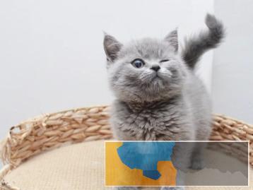 可爱听话的蓝猫出售品相好体质强放心喂养
