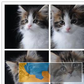 自家养繁育长毛缅因猫疫苗三包纯种健康