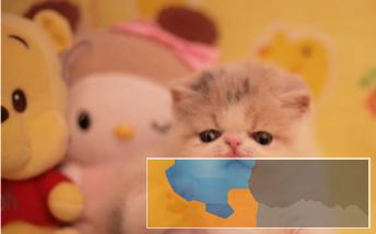 波斯猫精品完美品相异长贵族健康无癣签协议