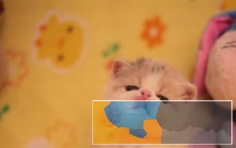 波斯猫精品完美品相异长贵族健康无癣签协议