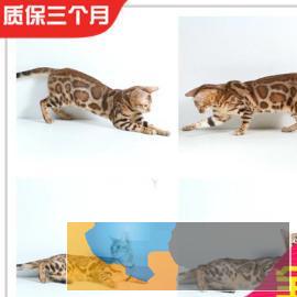 霸气的孟加拉豹猫、常年出售、全国可空运