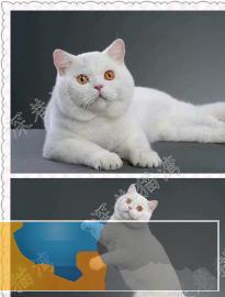 本地猫舍出售短毛猫出售放心省心疫苗齐全活