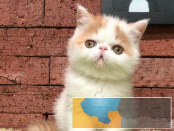 长期出售蓝白英短美短银渐层加菲猫