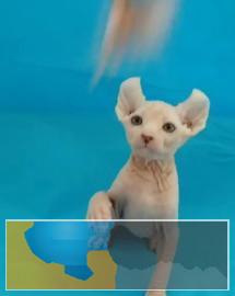 斯芬克斯无毛猫疫苗驱虫已做好欢迎 斯芬克斯无毛猫疫苗驱虫已做好欢迎