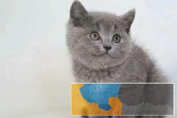 精品短毛猫英短美短会用猫砂包健康包纯种 精品短毛猫英短美短会用猫砂包健康包纯种