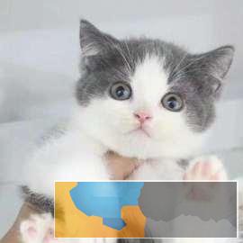 精品短毛猫英短美短会用猫砂包健康包纯种 精品短毛猫英短美短会用猫砂包健康包纯种