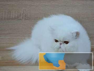 贵族气质高颜值波斯猫品质 包纯种健康 贵族气质高颜值波斯猫品质 包纯种健康