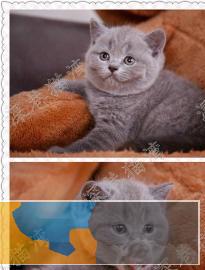 英短蓝猫纯种自家繁殖蓝猫包纯种包健康