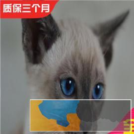 高端纯种暹罗猫疫苗齐全包健康活