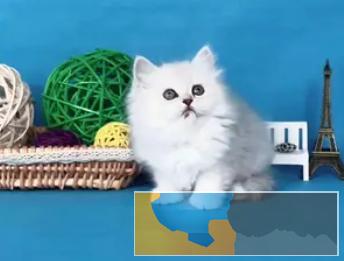 猫舍出售金吉拉加菲猫美短蓝猫可视频挑选