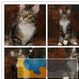 霸道总裁缅因猫帅气十足疫苗驱虫已做三证齐全