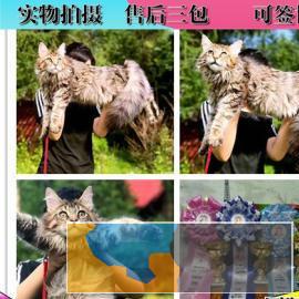 国际名猫生活馆 引进俄罗斯缅因猫 棕虎 银虎