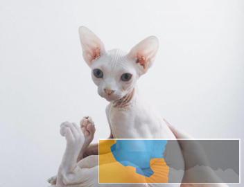 高品质.品相.无毛猫.蓝眼.卷耳.外星人