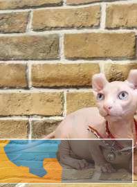 司芬克斯无毛猫白皮蓝眼精灵宝宝ddmm多只可选