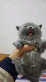 可爱的蓝猫宝宝，美短宝宝找新家
