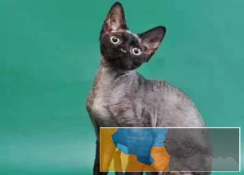 猫舍繁殖德文卷毛猫疫苗齐全纯种健康好养活