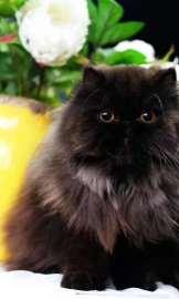 贵族气质高颜值波斯猫品质 包纯种健康