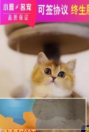 高颜值白甜可爱的短毛猫出售送大礼包