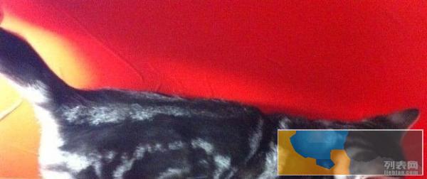 猫舍扩大，长期上门高价收猫