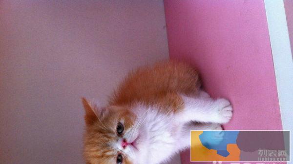 高价收猫 什么都要 价格高