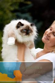 布偶猫，家庭繁育小型高端布偶猫舍，可上门，保证健康