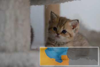 WCF注册英短金渐层幼猫寻找富养家庭