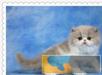 超萌波斯猫颜色多只多选、价格可爱